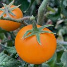 120 Seeds Orange Cherry Tomato Heirloom Organic Non Gmo Easy to Grow