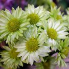 125 Seeds Daisy Flower Style 1 Heirloom Organic Non Gmo Easy to Grow