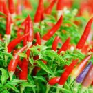 50 Seeds Thai Pepper Bird Chili  Heirloom Organic Non Gmo Easy to Grow