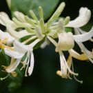 65 Seeds Honeysuckle Vine Style 7 Heirloom Organic Non Gmo Easy to Grow