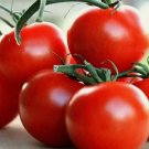 25 Seeds Premium New Harvest of Fresh Sweet Tasting Campari Tomato Organic Non Gmo Easy to Grow