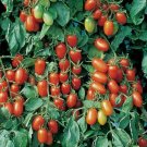 10 Seeds Juliet Tomato F1 Hybrid Organic Non Gmo Easy to Grow