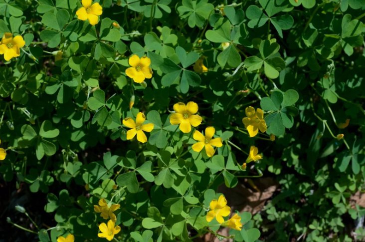 100 Seeds Yellow Wood Sorrel Oxalis Stricta Organic Non Gmo Easy to Grow