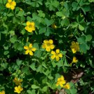 100 Seeds Yellow Wood Sorrel Oxalis Stricta Organic Non Gmo Easy to Grow