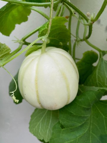 15 Seeds Chrysanthemum Sweet Melon Organic Non Gmo Easy to Grow