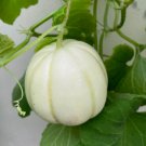 15 Seeds Chrysanthemum Sweet Melon Organic Non Gmo Easy to Grow