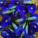 25 Seeds Butterfly Pea Clitoria Ternatea Organic Non Gmo Easy to Grow