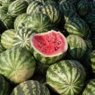 35 Seeds Watermelon Crimson Sweet Fruit Melon Vegetable Organic Non Gmo Easy to Grow