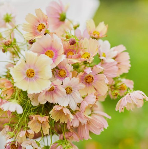 200 Seeds Apricot Lemonade Cosmos Vegetable Organic Non Gmo Easy to Grow