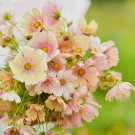 200 Seeds Apricot Lemonade Cosmos Vegetable Organic Non Gmo Easy to Grow