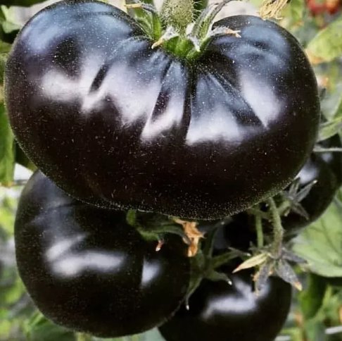 120 Seeds Black Sea Man Tomato Heirloom Organic Non Gmo Easy to Grow