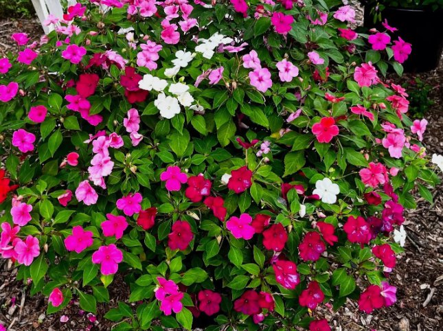 300 Seeds Xtreme Impatiens Mixed Colors Heirloom Organic Non Gmo Easy to Grow