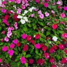 300 Seeds Xtreme Impatiens Mixed Colors Heirloom Organic Non Gmo Easy to Grow