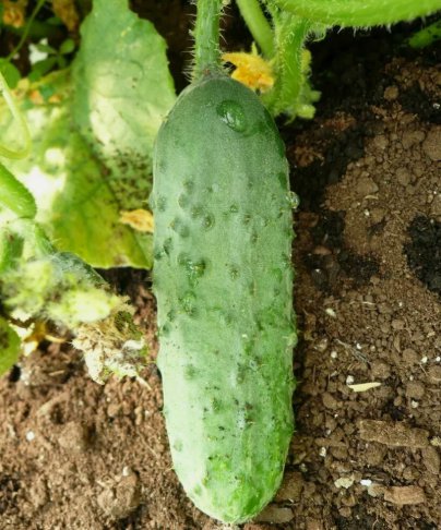 50 Seeds Calypso Cucumber Vegetable Heirloom Organic Non Gmo Easy to Grow