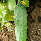 50 Seeds Calypso Cucumber Vegetable Heirloom Organic Non Gmo Easy to Grow