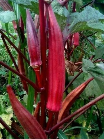 30 Seeds Red Burgundy Okra Summer Organic Non Gmo Easy to Grow