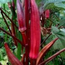 30 Seeds Red Burgundy Okra Summer Organic Non Gmo Easy to Grow
