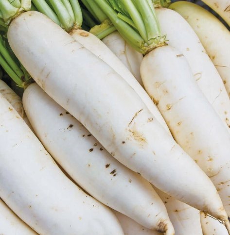 200 Seeds Daikon Radish Japanese White Organic Non Gmo Easy to Grow
