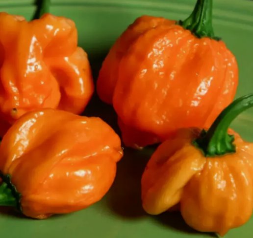 20 Seeds Orange Scotch Bonnet Pepper Organic Non Gmo Easy to Grow