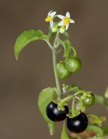 100 Seeds &Acirc;&nbsp;American Nightshade Solanum Nigrum Ptychanthum Americanum Easy to Grow