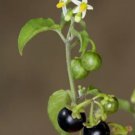 100 Seeds  American Nightshade Solanum Nigrum Ptychanthum Americanum Easy to Grow