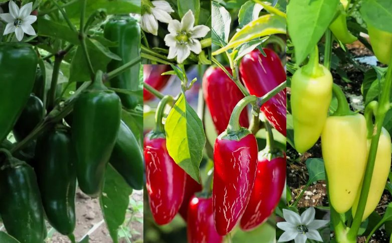 100 Seeds Jumbo Jalape&Atilde;&plusmn;o Pepper Seeds 3-Types: Red, Green, Yellow Easy to Grow