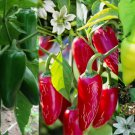 100 Seeds Jumbo Jalapeño Pepper Seeds 3-Types: Red, Green, Yellow Easy to Grow