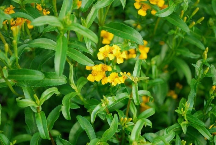 100 SeedsTarragon Artemisia Dracunculus Organic Non Gmo Easy to Grow