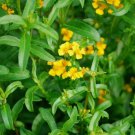 100 SeedsTarragon Artemisia Dracunculus Organic Non Gmo Easy to Grow