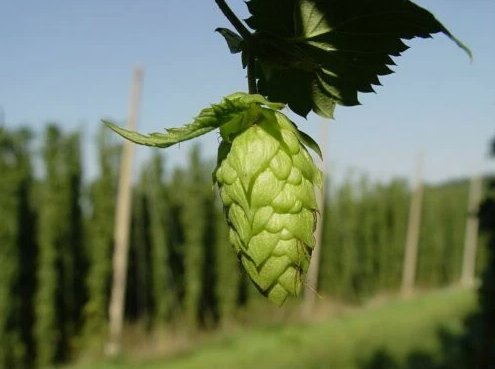 25 Seeds German Magnum Hops Cash Crop Home Beer Brewing Organic Non Gmo Easy to Grow