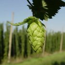 25 Seeds German Magnum Hops Cash Crop Home Beer Brewing Organic Non Gmo Easy to Grow