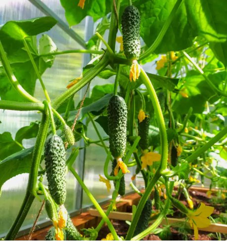 30 Seeds Parisian Gherkin Cucumber Cornichon Mini Pickle Organic Non Gmo Easy to Grow