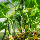 30 Seeds Parisian Gherkin Cucumber Cornichon Mini Pickle Organic Non Gmo Easy to Grow