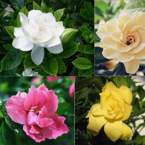 20 Seeds Mixed Gardenia Fragrant Flower Exotic&Acirc;&nbsp;Organic Non Gmo Easy to Grow