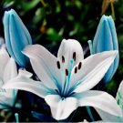 20 Seeds Lily Heirloom Beautiful Rare Flower Organic Non Gmo Easy to Grow