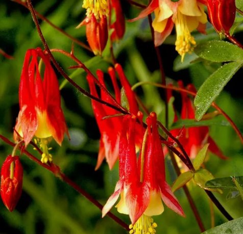 500 Seeds Columbine Eastern Red Pollinators&Acirc;&nbsp;Organic Non Gmo Easy to Grow