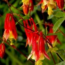 500 Seeds Columbine Eastern Red Pollinators Organic Non Gmo Easy to Grow