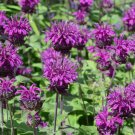 200 Seeds Bee Balm Purple Bergamot Monarda Organic Non Gmo Easy to Grow
