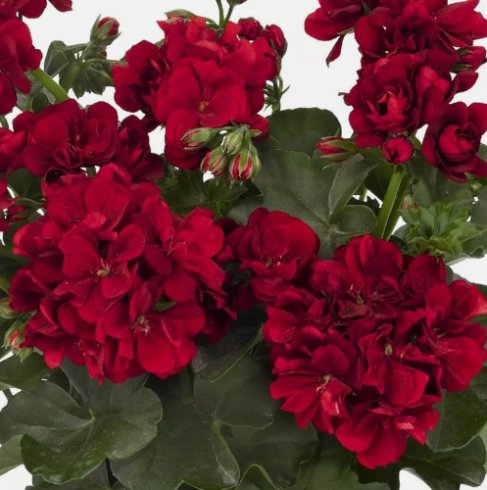 10 Seeds Double Red Geranium Hanging Basket Perennial Flowers Organic Non Gmo Easy to Grow