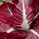 500 Seeds Rossa Di Verona Endive Organic Non Gmo Easy to Grow