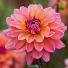 25 Seeds Great Silence Dahlia Flower Perennial Flowers Organic Non Gmo Easy to Grow