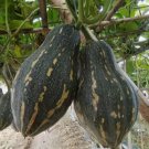 10 Seeds Taro Flavor Pumpkin Winter Squash Organic Non Gmo Easy to Grow