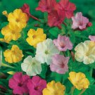 35 Seeds Four O'Clock Mixed Four O Clocks Organic Non Gmo Easy to Grow