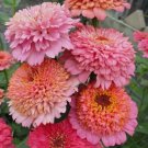 100 Seeds Cupcakes Pink Mix Zinnia Organic Non Gmo Easy to Grow