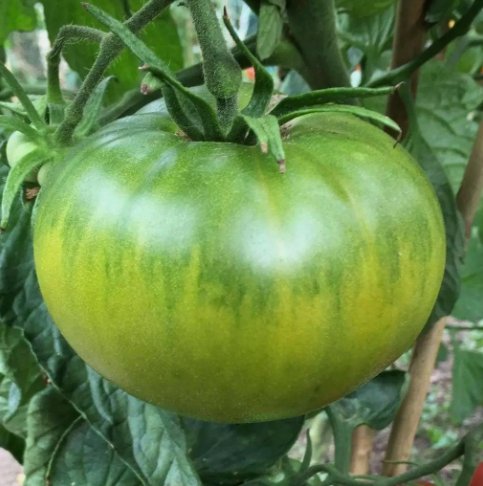 30 Seeds Aunt Ruby's German Green Tomato Organic Non Gmo Easy to Grow