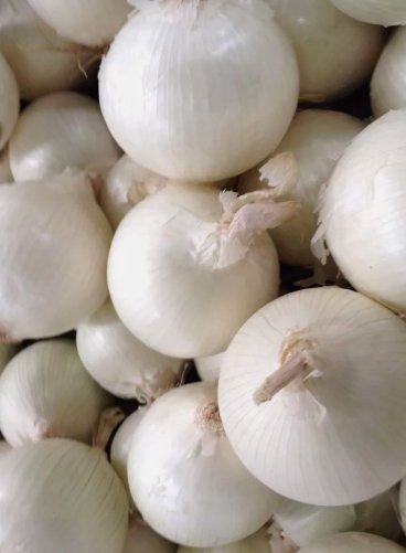 250 Seeds White Sweet Spanish Onion Organic Non Gmo Easy to Grow