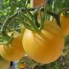 30 Seeds Garden Peach Tomato Cocona Organic Non Gmo Easy to Grow
