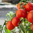 100 Seeds Marglobe Tomato Heirloom Organic Non Gmo Easy to Grow