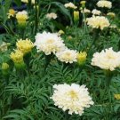 50 Seeds African Marigold Kilimanjaro White Tall Creamy Flowers Organic Non Gmo Easy to Grow