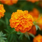 250 Seeds Marigold African Hawaii Tall Orange Double Blooms Organic Non Gmo Easy to Grow